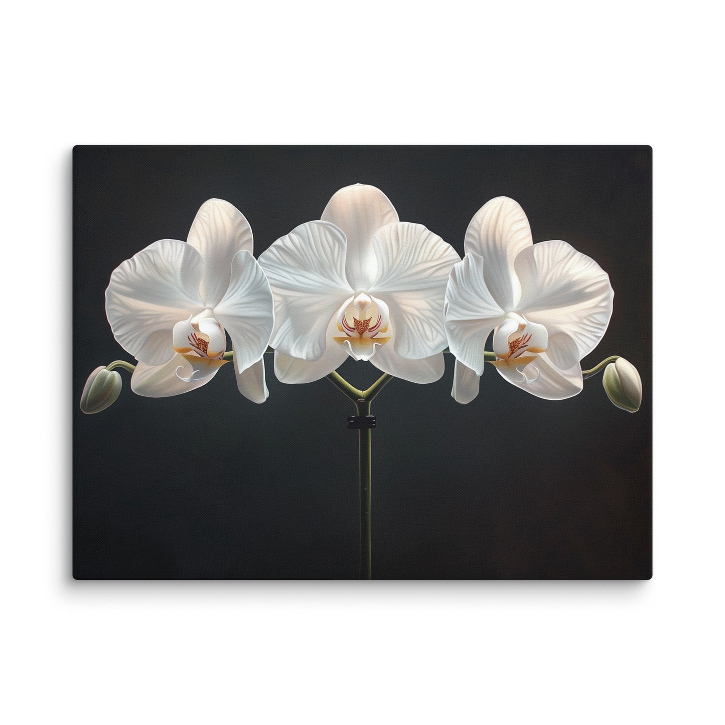 Tableau Fleurs Sur Fond Noir - Orchidées Blanches Affiches, reproductions et œuvres graphiques Art Virtuoso L