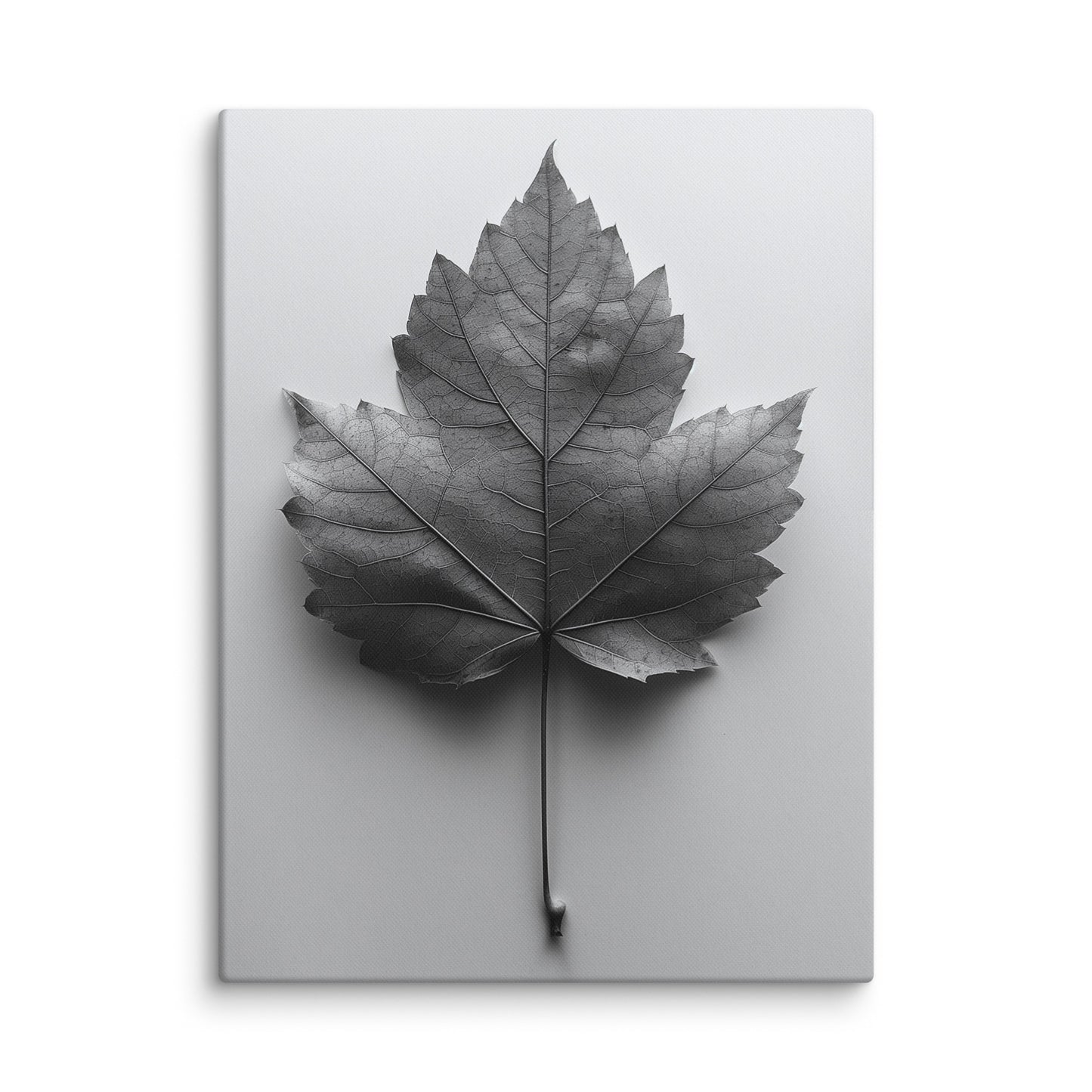 photo minimaliste noir et blanc gros plan feuille texturée sur toile