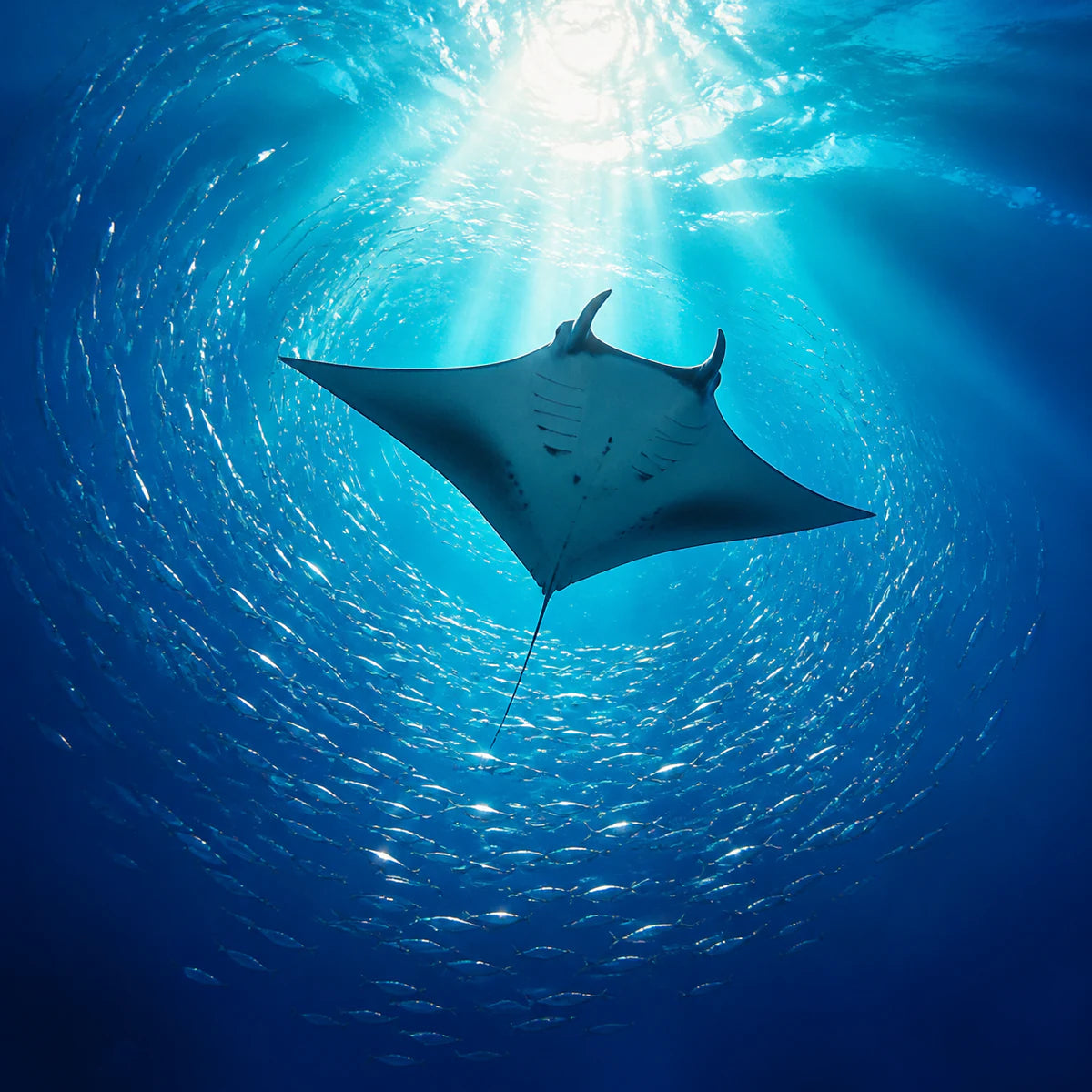 Raie manta sous un faisceau de lumière pour la collection d’affiches d’animaux marins