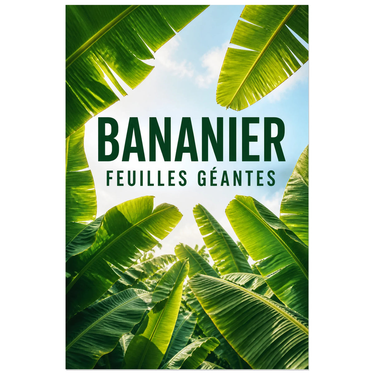 Affiche Bananier – Feuilles géantes, photographie tropicale graphique en contre-plongée verticale, format 40 × 60 cm