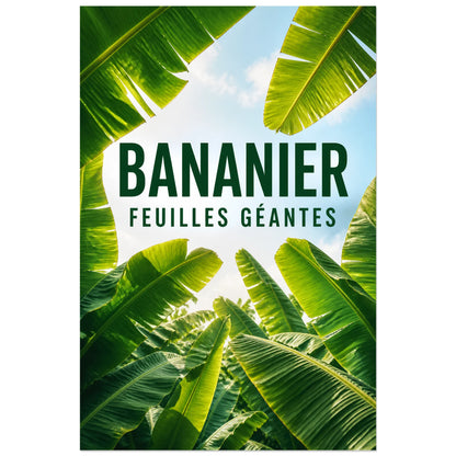 Affiche Bananier – Feuilles géantes, photographie tropicale graphique en contre-plongée verticale, format 60 × 90 cm