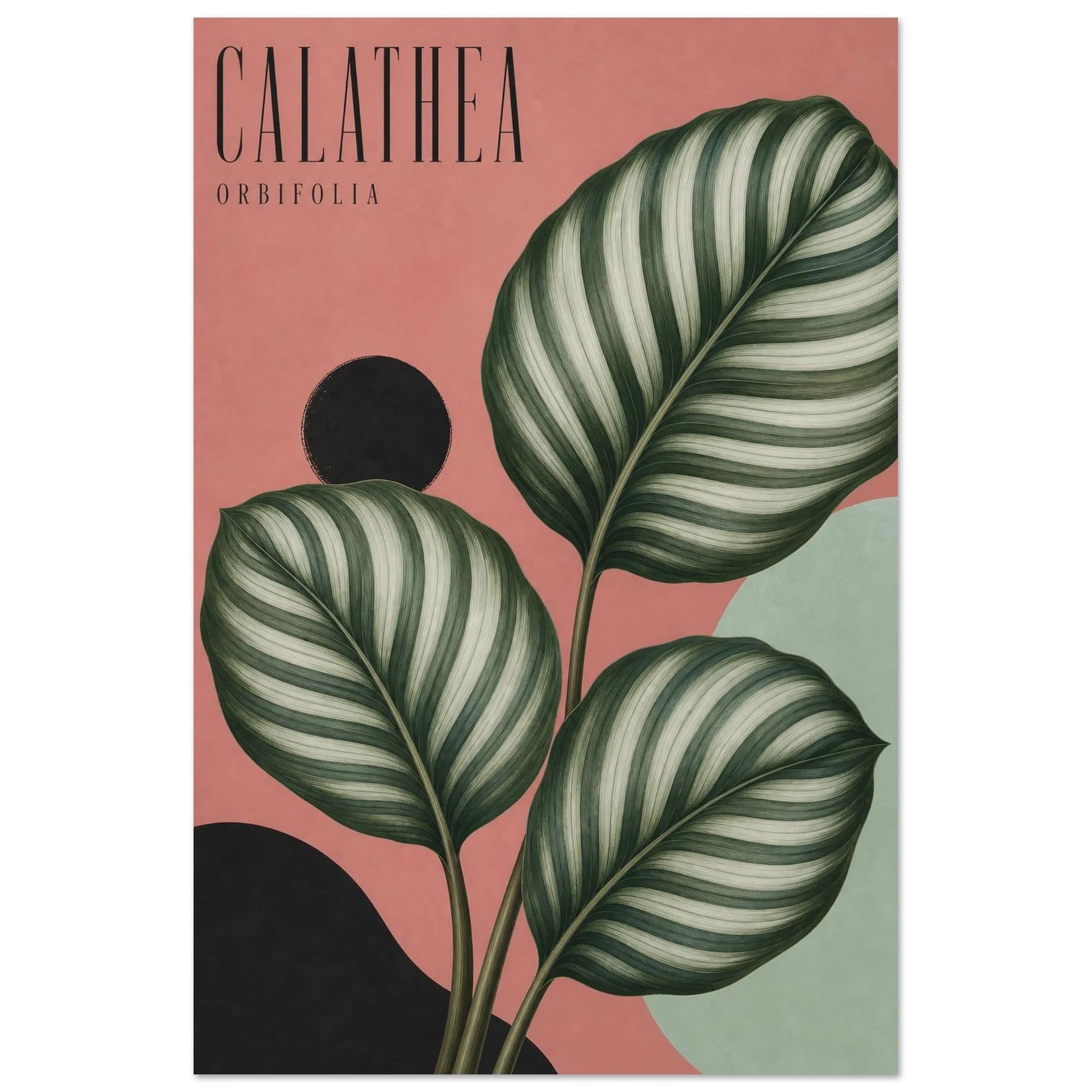 Affiche Calathea – Orbifolia, sérigraphie illustrée verticale, format 30 × 45 cm