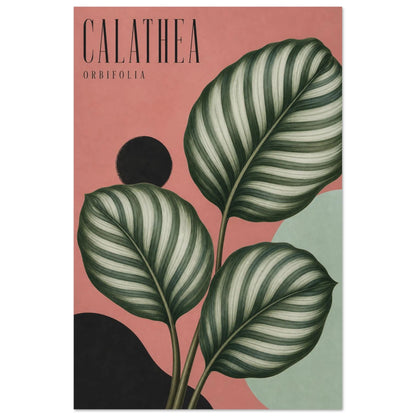 Affiche Calathea – Orbifolia, sérigraphie illustrée verticale, format 40 × 60 cm