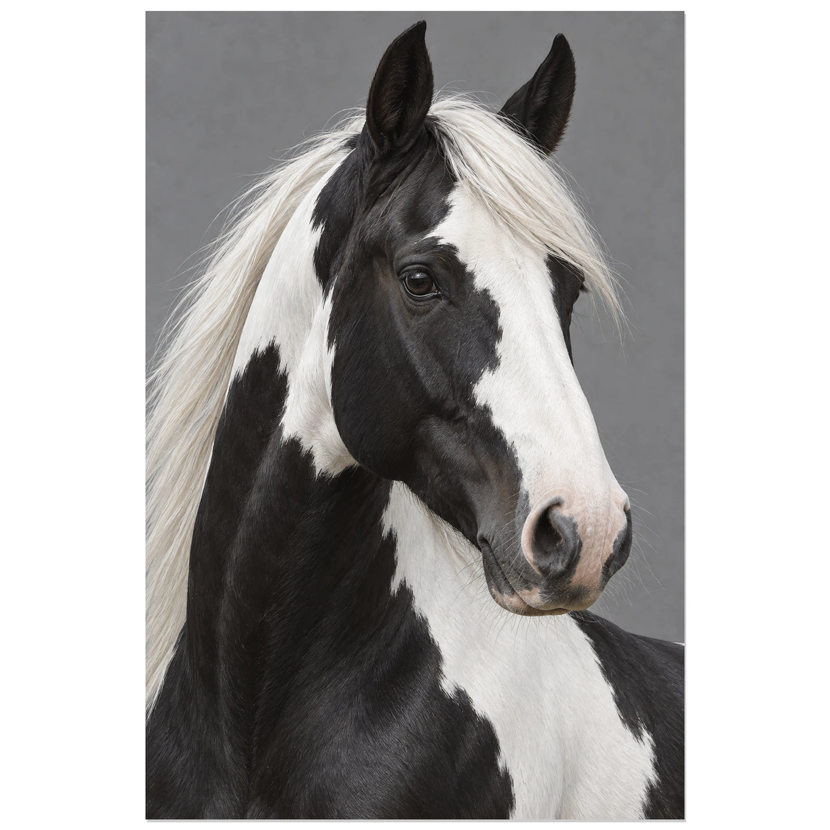Affiche Cheval pie – Dualité, réalisme photographique verticale, format 30 × 45 cm