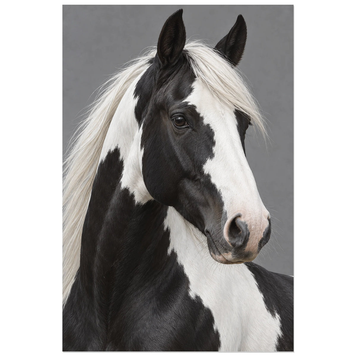 Affiche Cheval pie – Dualité, réalisme photographique verticale, format 60 × 90 cm