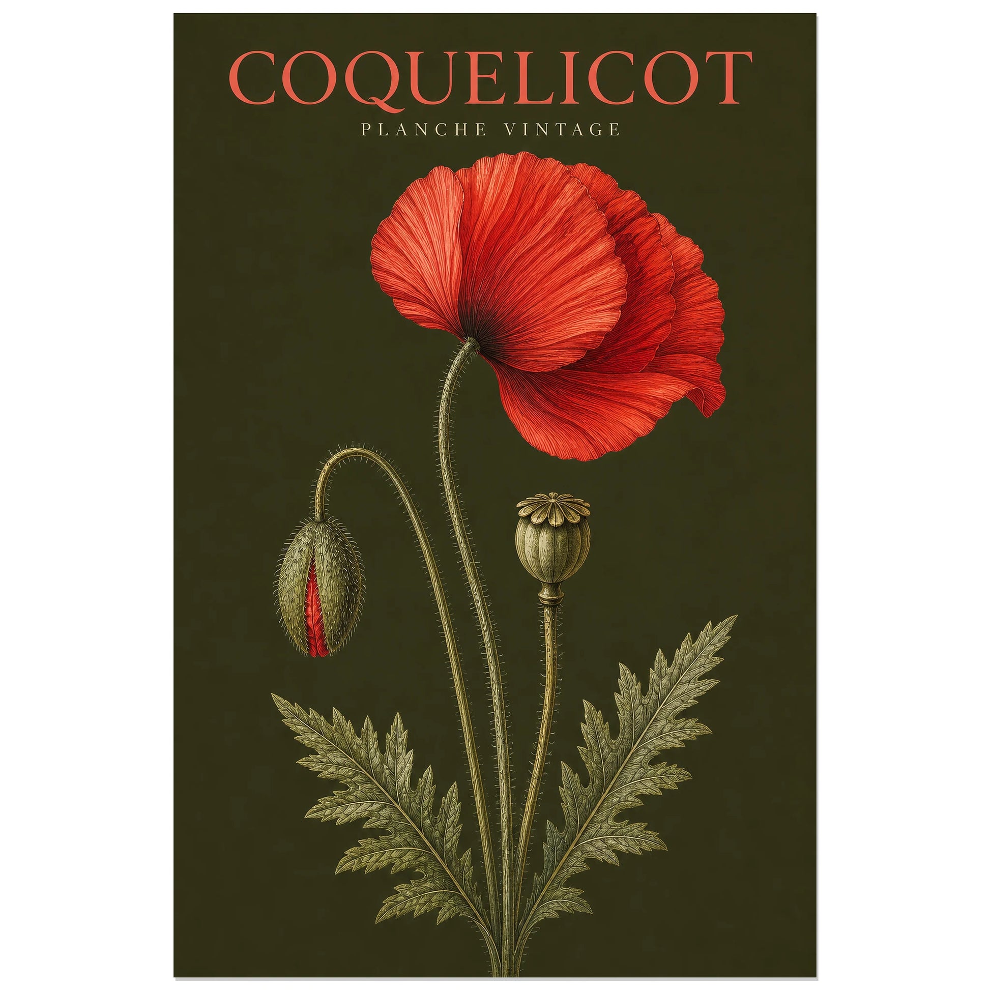 Affiche Coquelicot – Planche Vintage, gravure botanique vintage verticale, format 30 × 45 cm