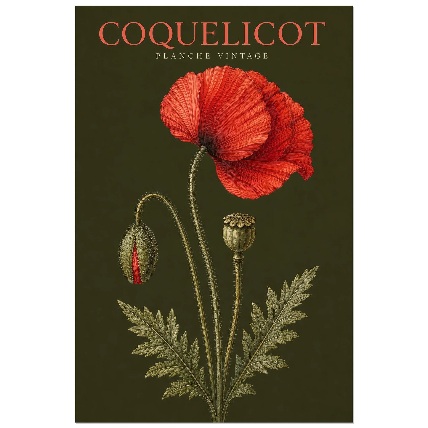 Affiche Coquelicot – Planche Vintage, gravure botanique vintage verticale, format 40 × 60 cm