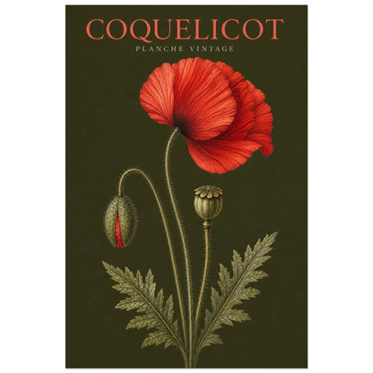 Affiche Coquelicot – Planche Vintage, gravure botanique vintage verticale, format 40 × 60 cm