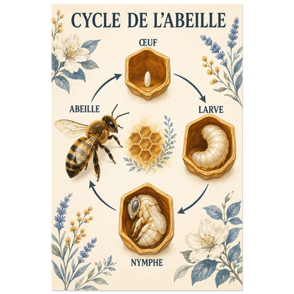 Affiche Cycle de l’abeille – Ronde des saisons, affiche pédagogique / illustration botanique verticale, format 60 × 90 cm