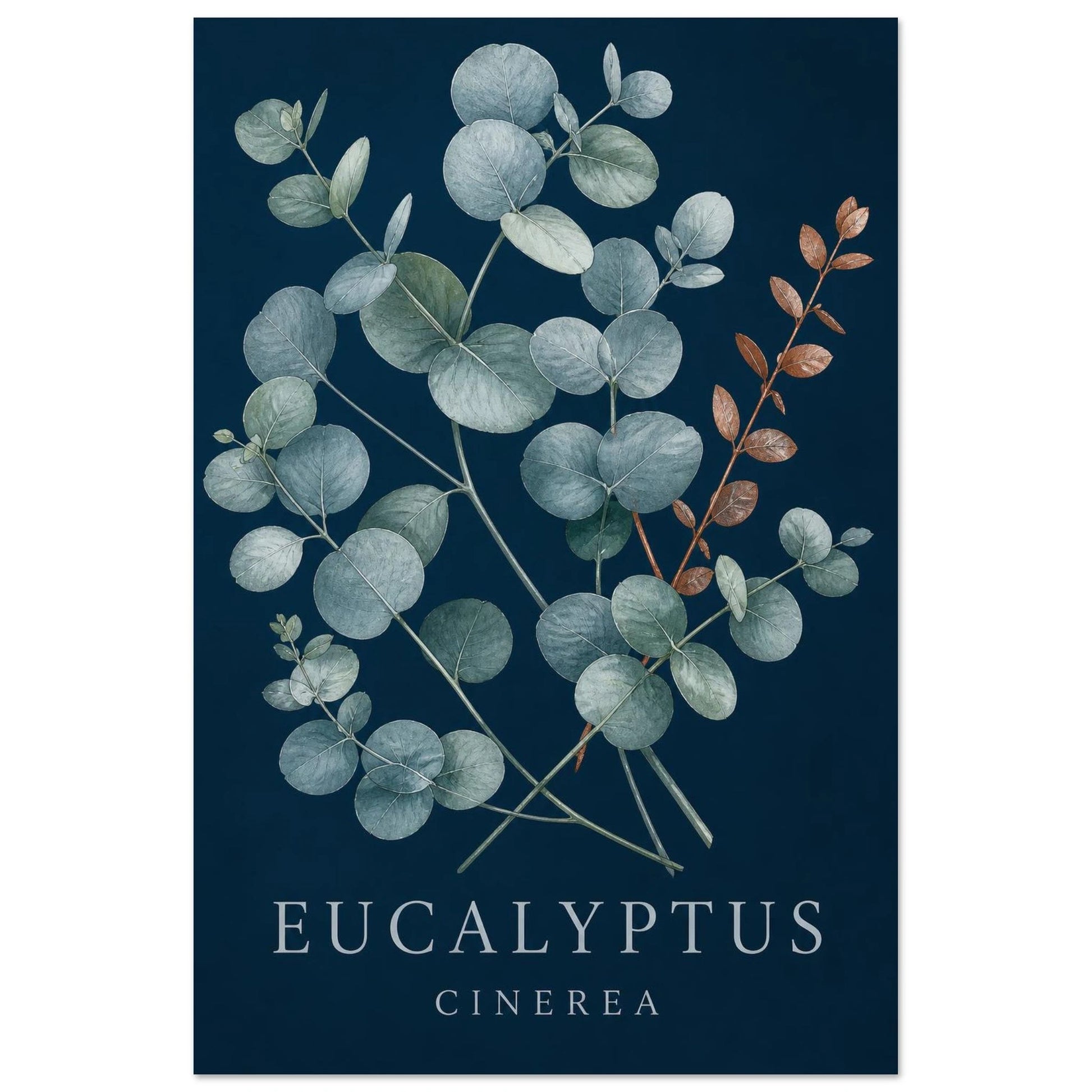 Affiche Eucalyptus – Cinerea, aquarelle illustrée verticale, format 30 × 45 cm