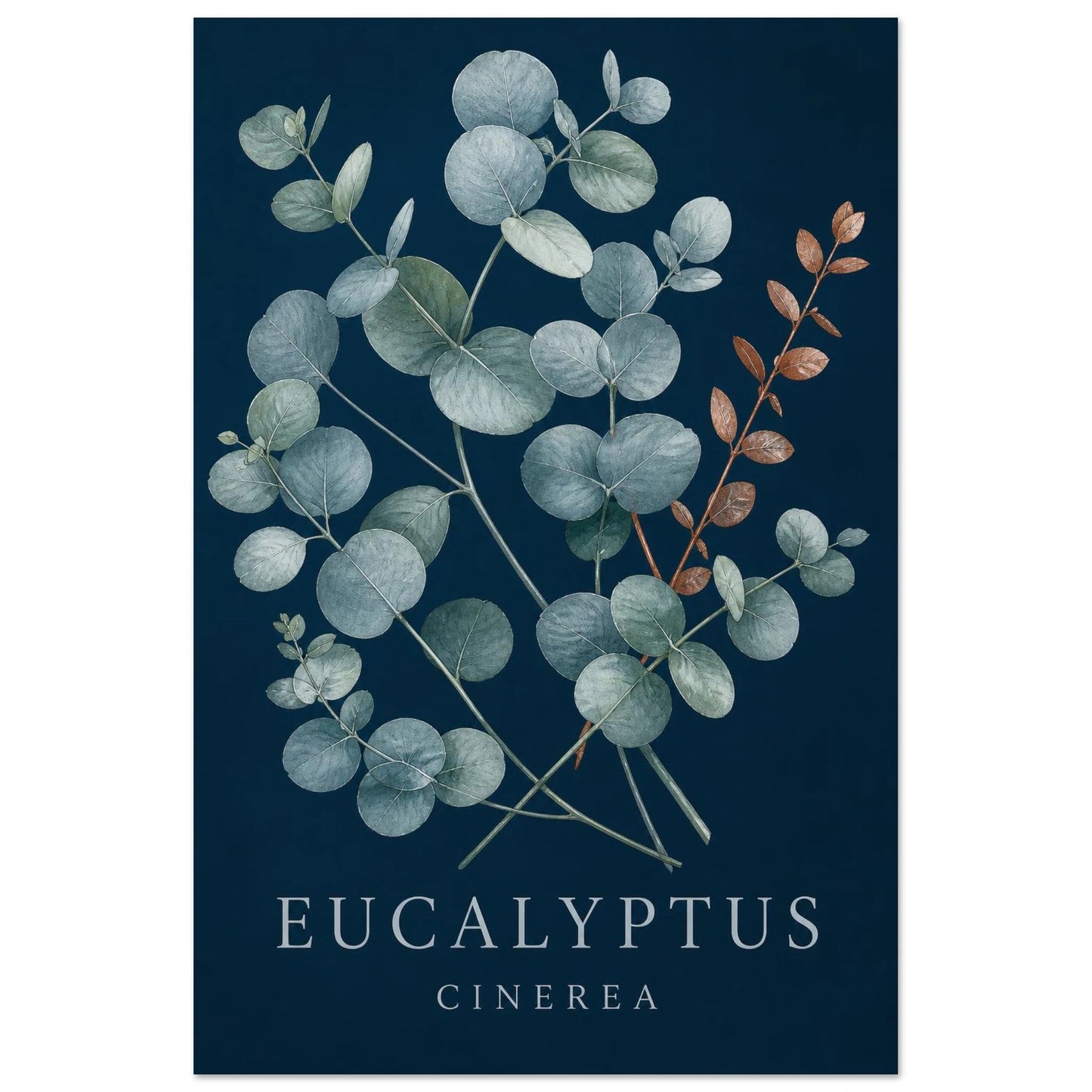 Affiche Eucalyptus – Cinerea, aquarelle illustrée verticale, format 60 × 90 cm