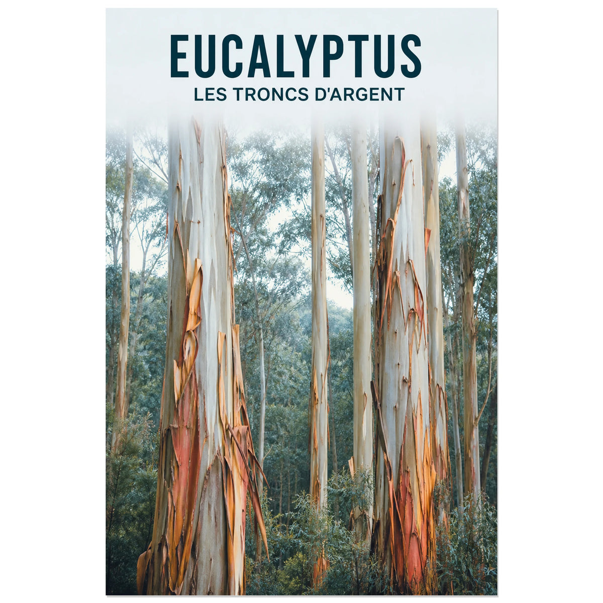Affiche Eucalyptus – Les troncs d'argent, photographie botanique et forestière à rythme vertical verticale, format 60 × 90 cm