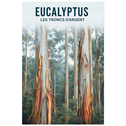 Affiche Eucalyptus – Les troncs d'argent, photographie botanique et forestière à rythme vertical verticale, format 60 × 90 cm