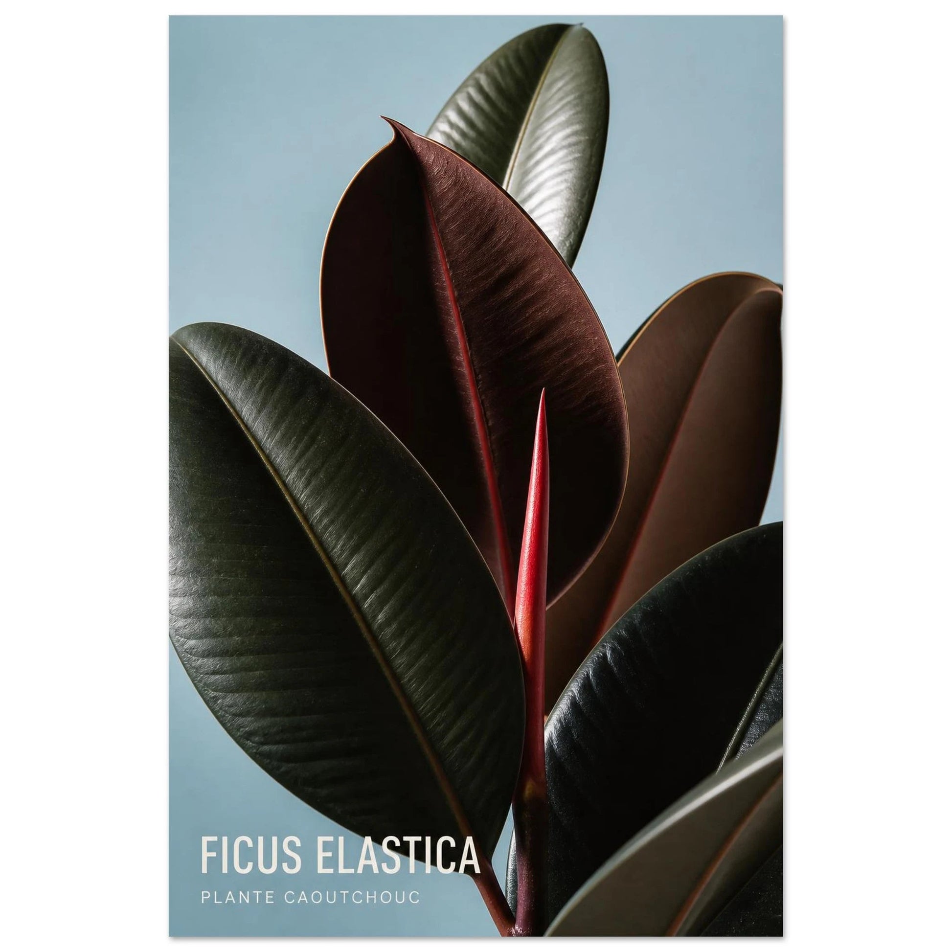 Affiche Ficus Elastica – Plante Caoutchouc, photographie éditoriale verticale, format 30 × 45 cm