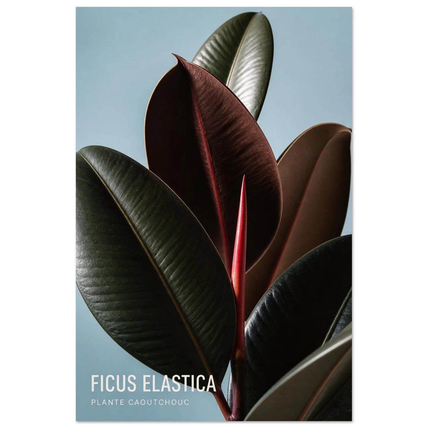 Affiche Ficus Elastica – Plante Caoutchouc, photographie éditoriale verticale, format 40 × 60 cm