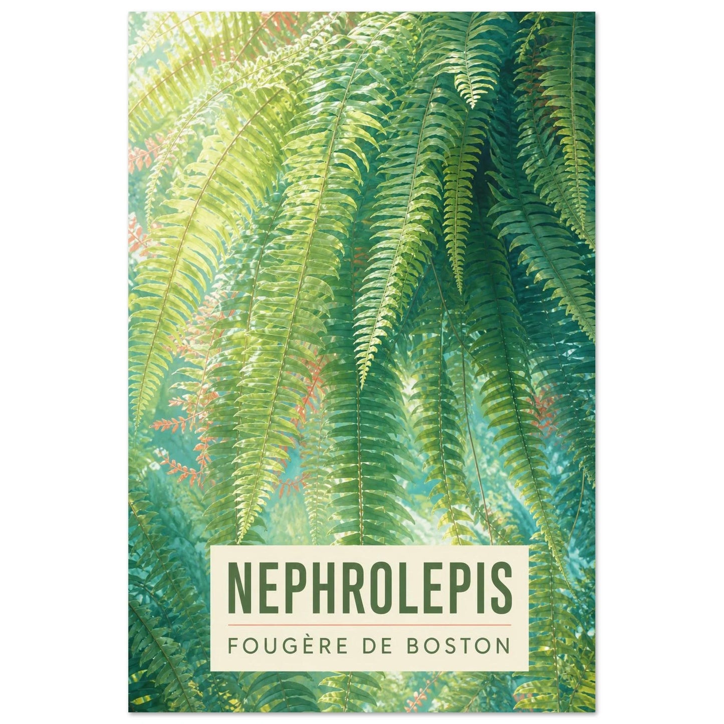 Affiche Nephrolepis – Fougère de Boston, illustration éditoriale verticale, format 30 × 45 cm