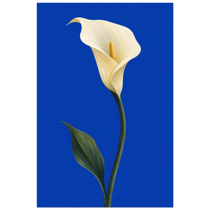 Affiche minimaliste - Arum ivoire sur cobalt, illustration botanique épurée / rendu gouache verticale, format 60 × 90 cm