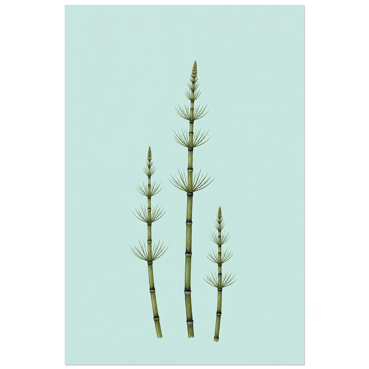 Affiche minimaliste - Trois tiges de prêle, illustration botanique minimaliste / dessin naturaliste verticale, format 30 × 45 cm