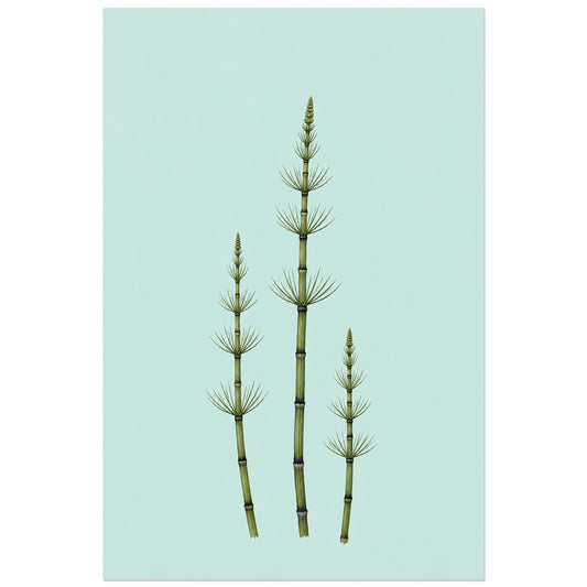 Affiche minimaliste - Trois tiges de prêle, illustration botanique minimaliste / dessin naturaliste verticale, format 30 × 45 cm