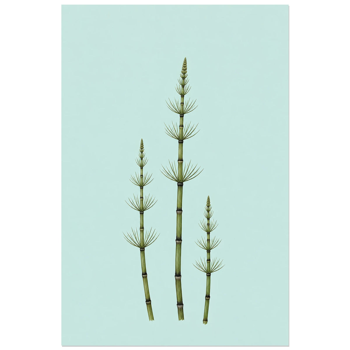 Affiche minimaliste - Trois tiges de prêle, illustration botanique minimaliste / dessin naturaliste verticale, format 40 × 60 cm