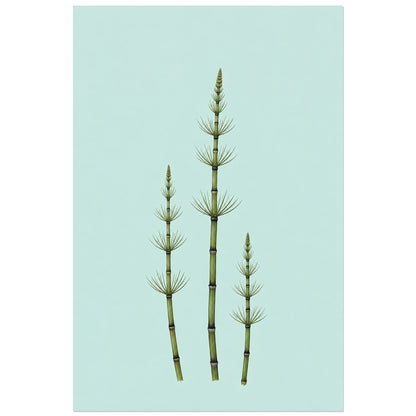 Affiche minimaliste - Trois tiges de prêle, illustration botanique minimaliste / dessin naturaliste verticale, format 40 × 60 cm