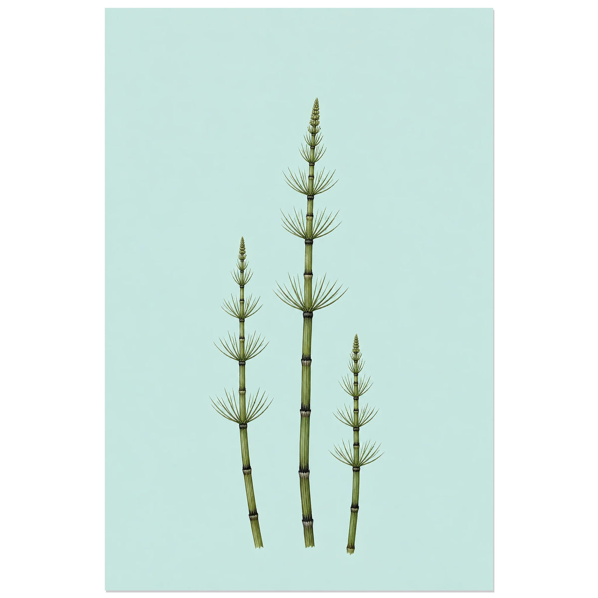 Affiche minimaliste - Trois tiges de prêle, illustration botanique minimaliste / dessin naturaliste verticale, format 60 × 90 cm