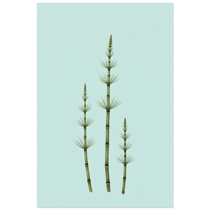 Affiche minimaliste - Trois tiges de prêle, illustration botanique minimaliste / dessin naturaliste verticale, format 60 × 90 cm