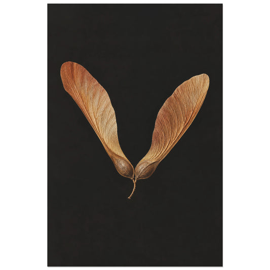 Affiche minimaliste - Duo de samares cuivrées, illustration botanique réaliste / composition minimaliste verticale, format 30 × 45 cm