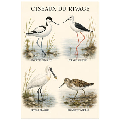 Affiche Oiseaux du rivage - Étude naturaliste, étude ornithologique épurée en gouache et dessin naturaliste verticale, format 60 × 90 cm