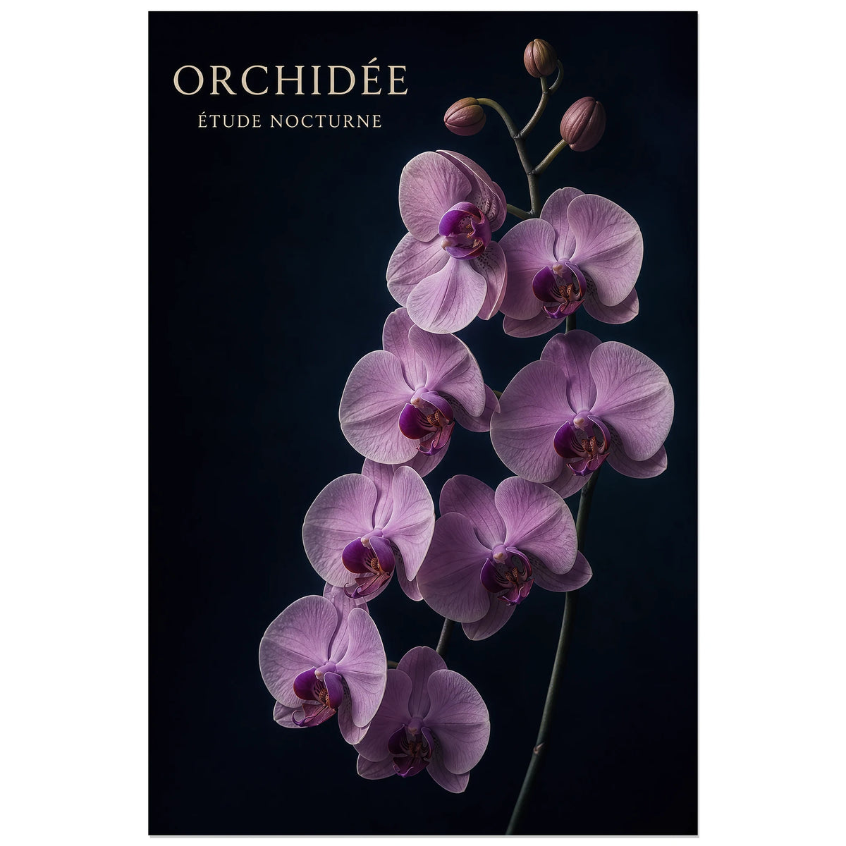Affiche Orchidée – Étude Nocturne, photographie botanique nocturne verticale, format 30 × 45 cm