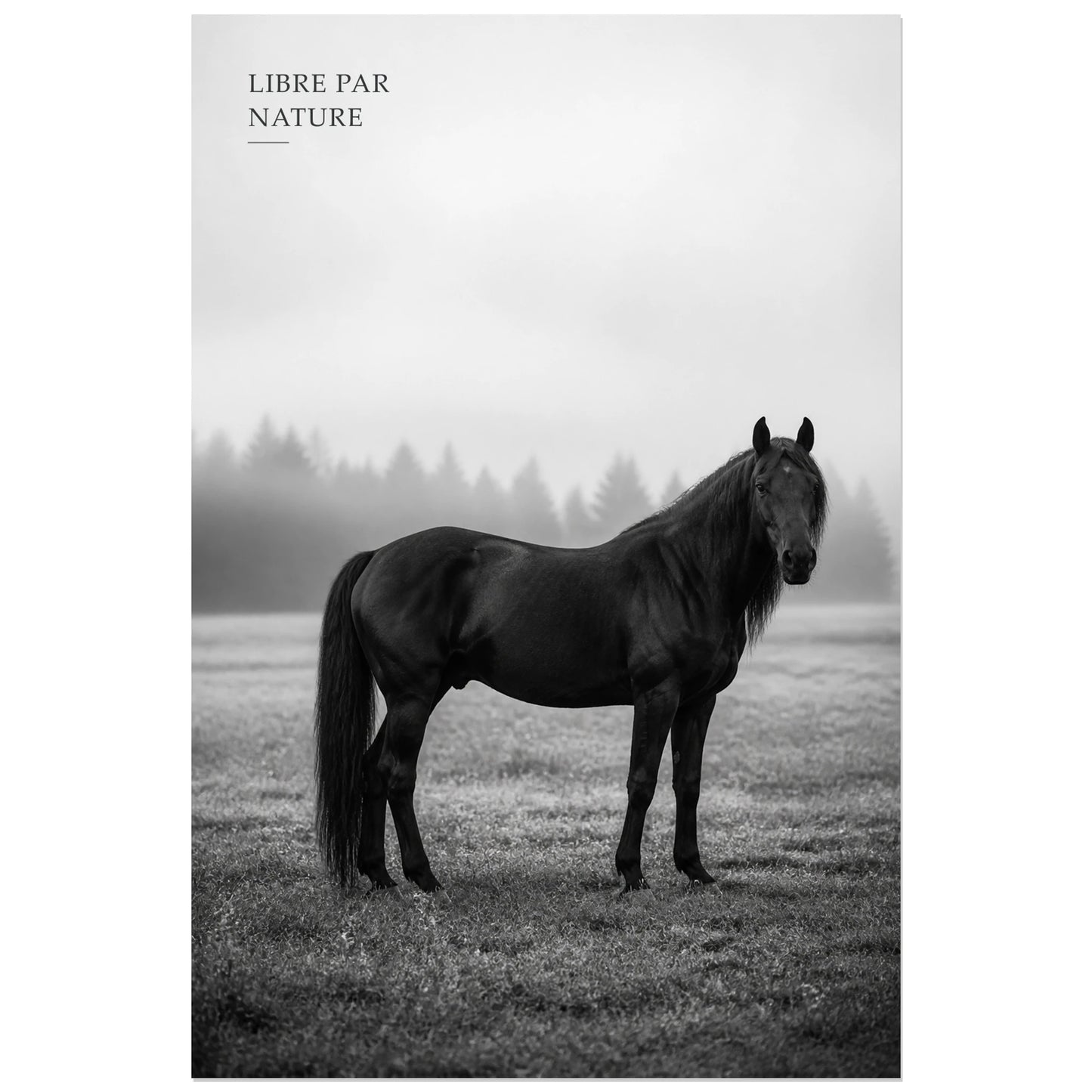 Affiche photo Cheval libre en noir et blanc - Libre par nature, portrait animalier photographique minimaliste en noir et blanc verticale, format 30 × 45 cm
