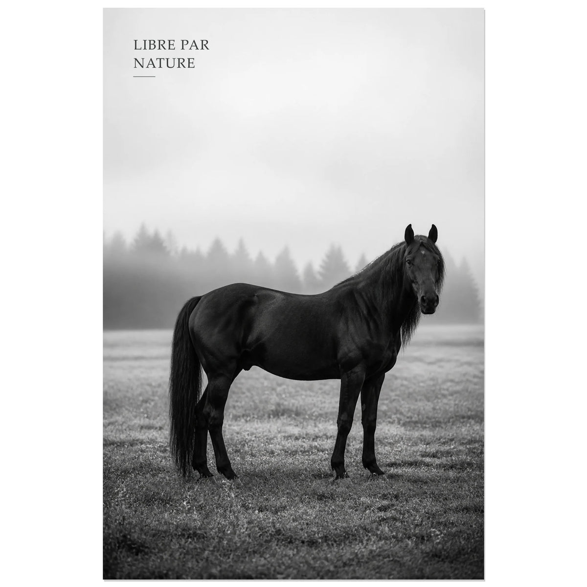 Affiche photo Cheval libre en noir et blanc - Libre par nature, portrait animalier photographique minimaliste en noir et blanc verticale, format 60 × 90 cm