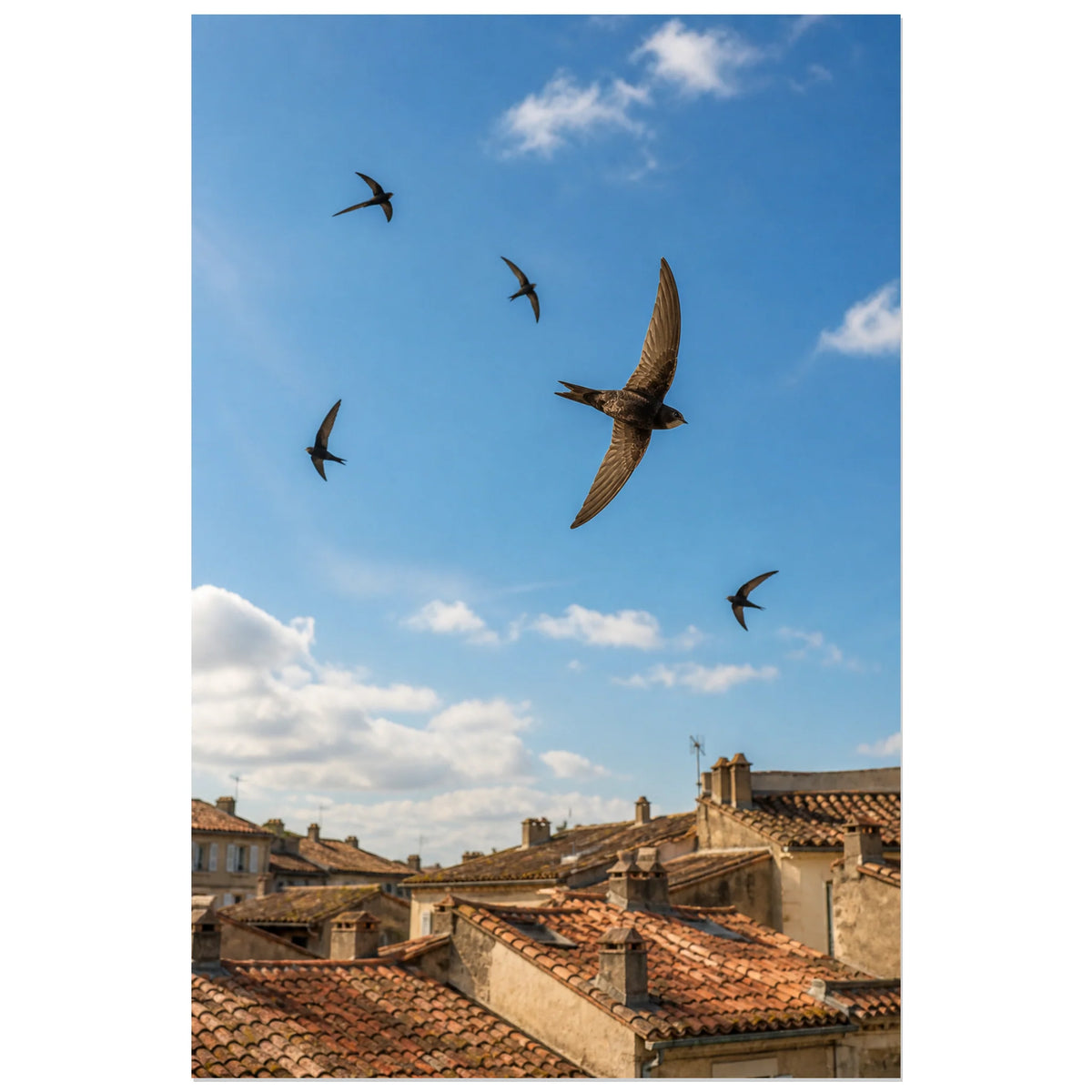 Affiche Martinets dans le ciel urbain, photographie animalière urbaine lumineuse et naturelle verticale, format 60 × 90 cm