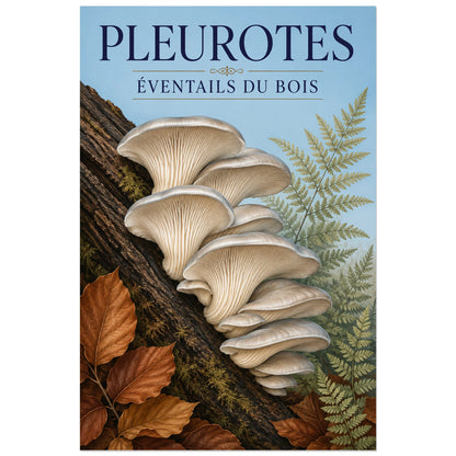 Affiche Pleurotes – Éventails du bois, illustration naturaliste / affiche vintage verticale, format 60 × 90 cm