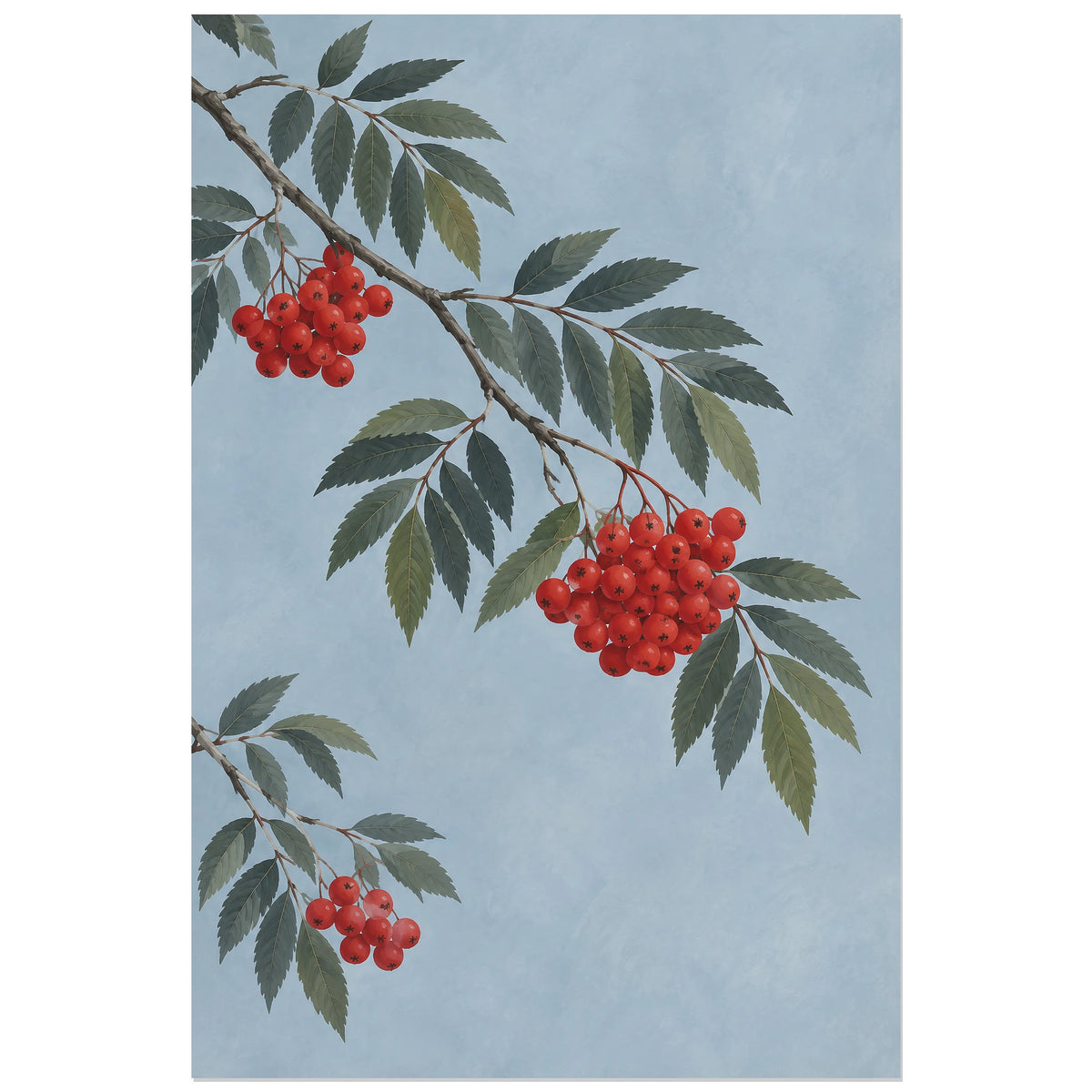 Affiche scandinave Sorbier aux baies rouges, illustration botanique / gouache minimaliste verticale, format 30 × 45 cm