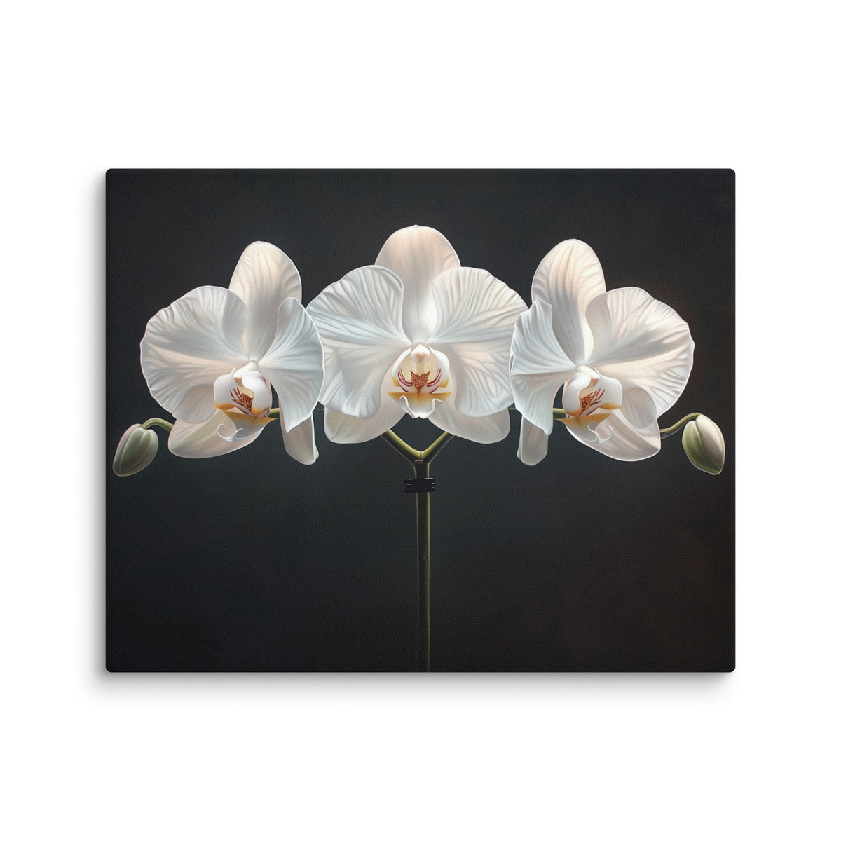 Tableau Fleurs Sur Fond Noir - Orchidées Blanches Affiches, reproductions et œuvres graphiques Art Virtuoso M  