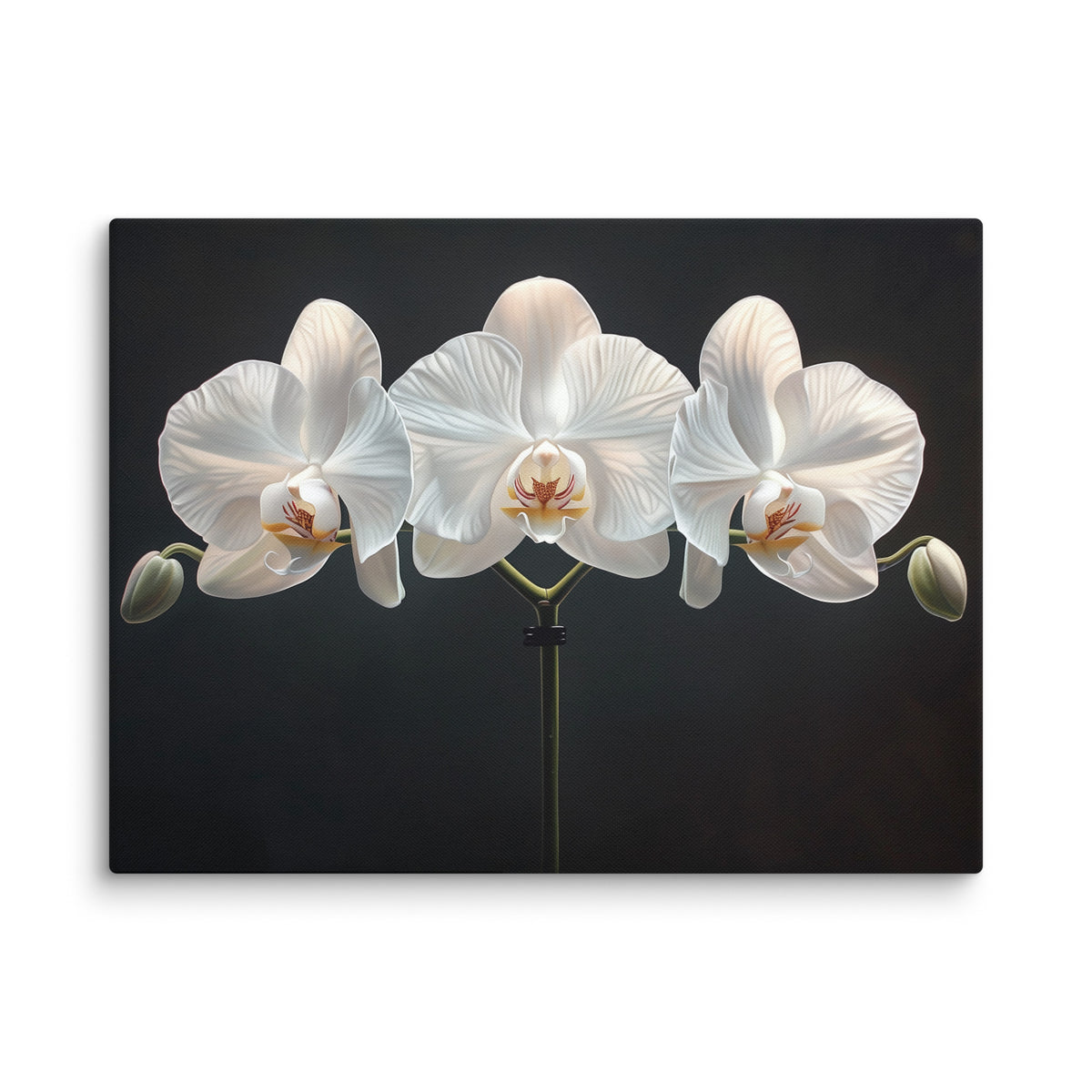 Tableau Fleurs Sur Fond Noir - Orchidées Blanches Affiches, reproductions et œuvres graphiques Art Virtuoso L  