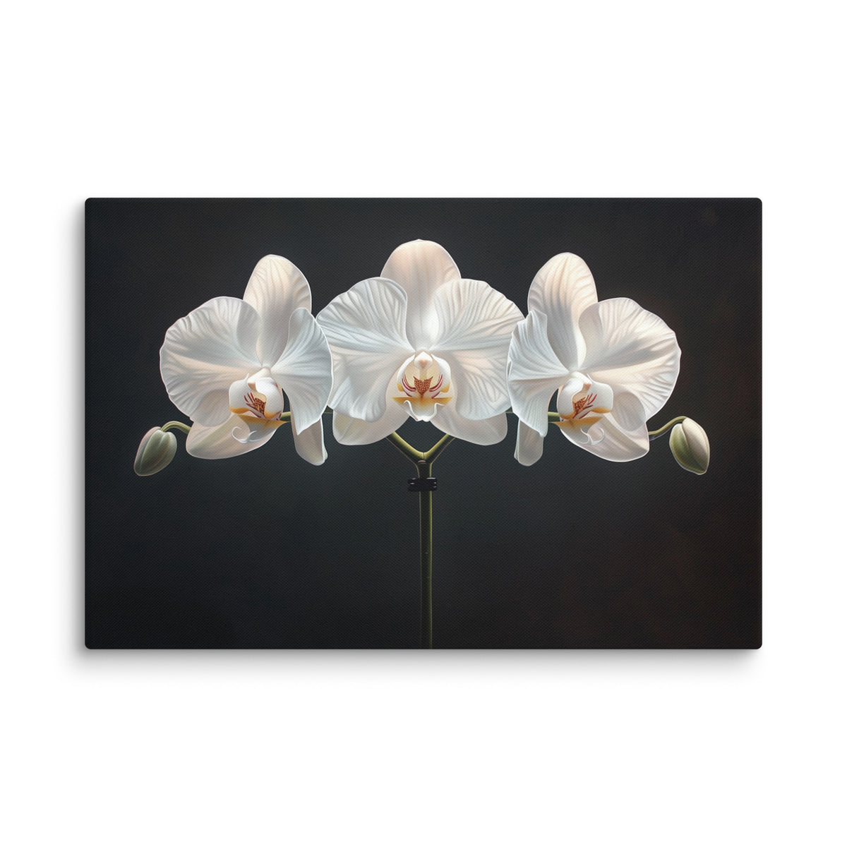 Tableau Fleurs Sur Fond Noir - Orchidées Blanches Affiches, reproductions et œuvres graphiques Art Virtuoso XL  