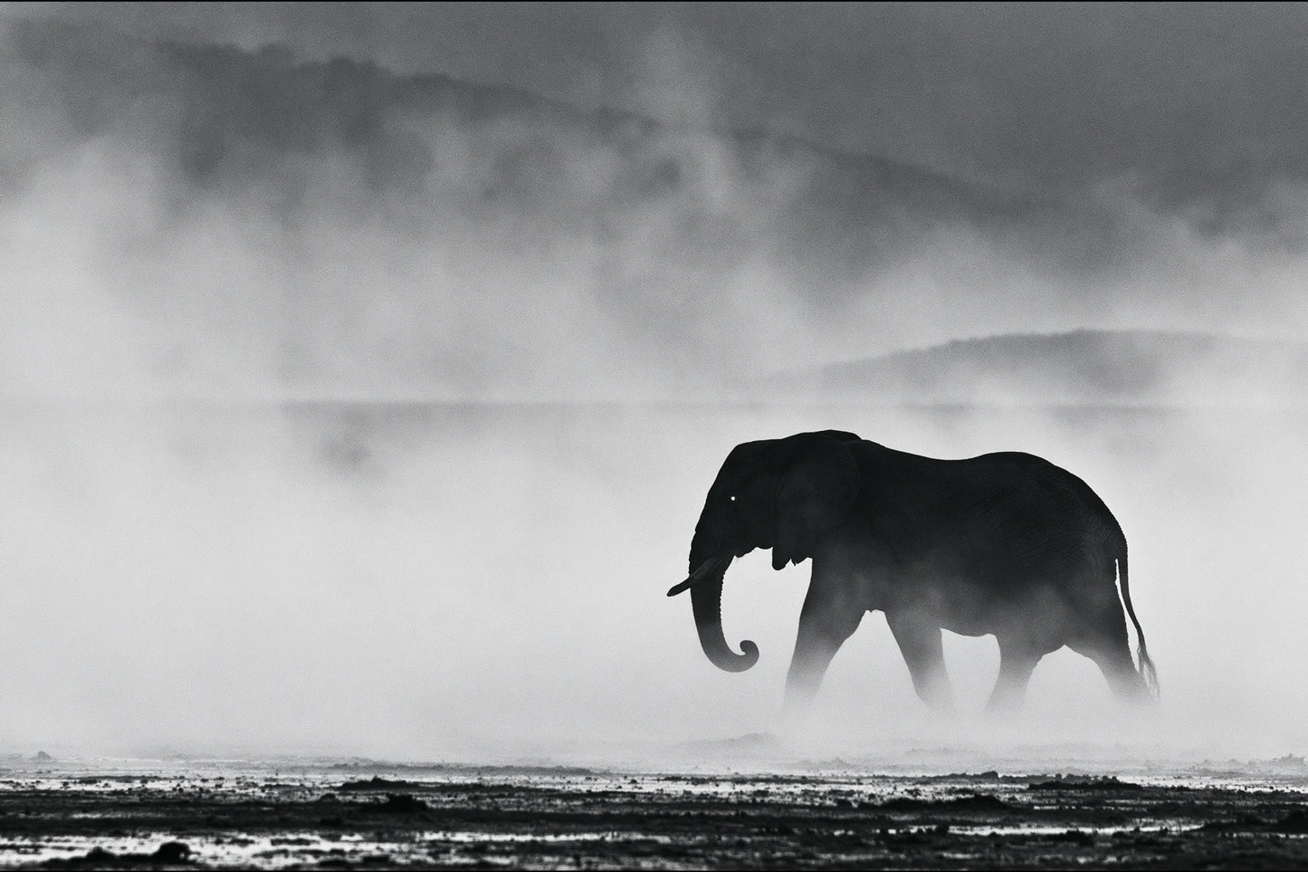 Tableau Éléphant Dans la Brume - impression sur toile, format S