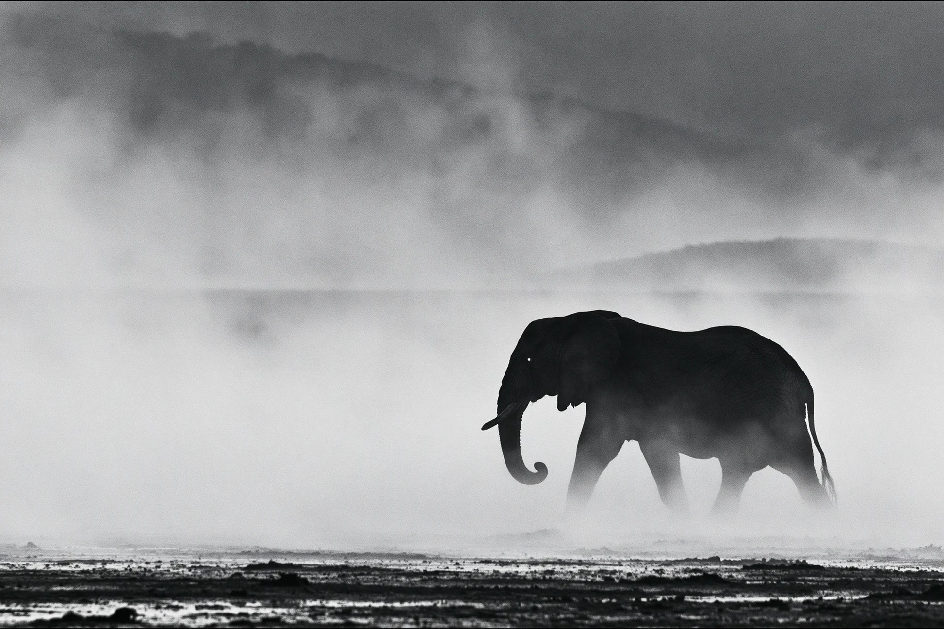 Tableau Éléphant Dans la Brume - impression sur toile, format S