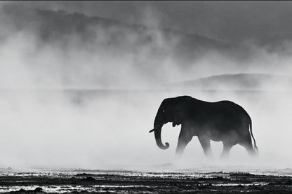 Tableau Éléphant Dans la Brume - impression sur toile, format S