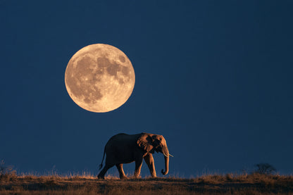 Tableau Éléphant Nuit - impression sur toile, format M