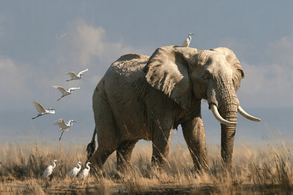 Tableau Éléphant Oiseaux - impression sur toile, format S