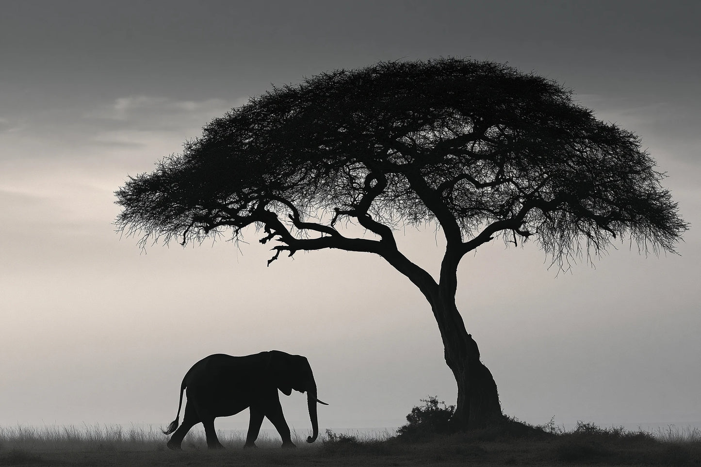 Tableau Éléphant Savane Noir et Blanc - impression sur toile, format L