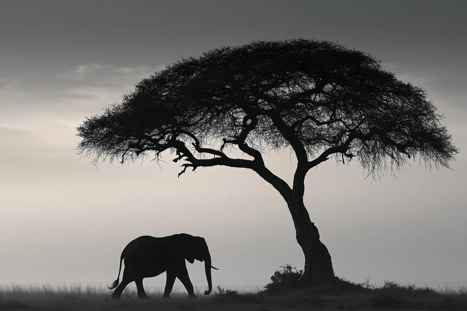 Tableau Éléphant Savane Noir et Blanc - impression sur toile, format S
