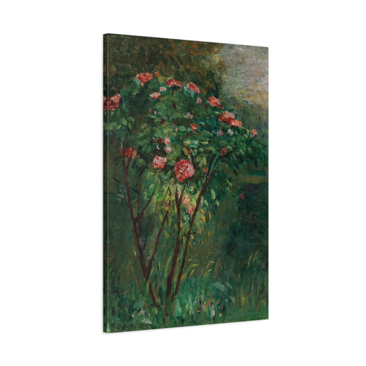 Tableau Le Rosier fleuri de Caillebotte - toile 3D avec bords imprimés - Art Virtuoso
