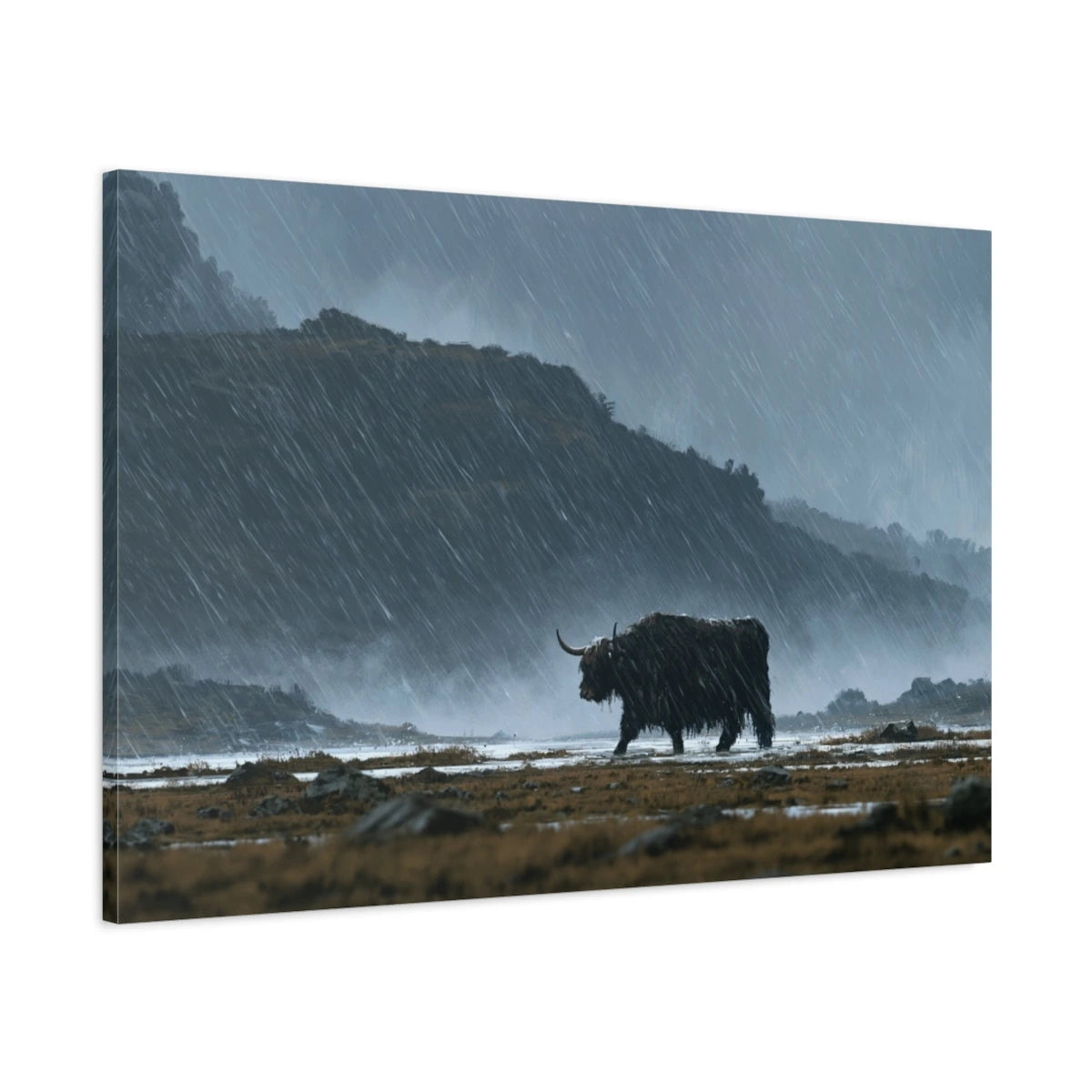 Tableau Vache Highland sous la Pluie, vue latérale de la toile avec bords imprimés - Art Virtuoso